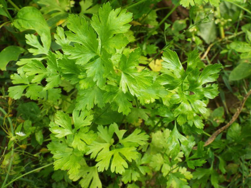 Петрушка (Petroselinum crispum)
